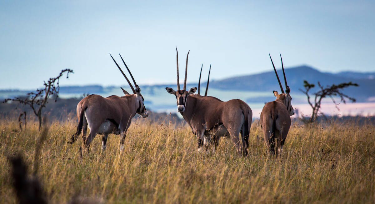 laikipia safari camp