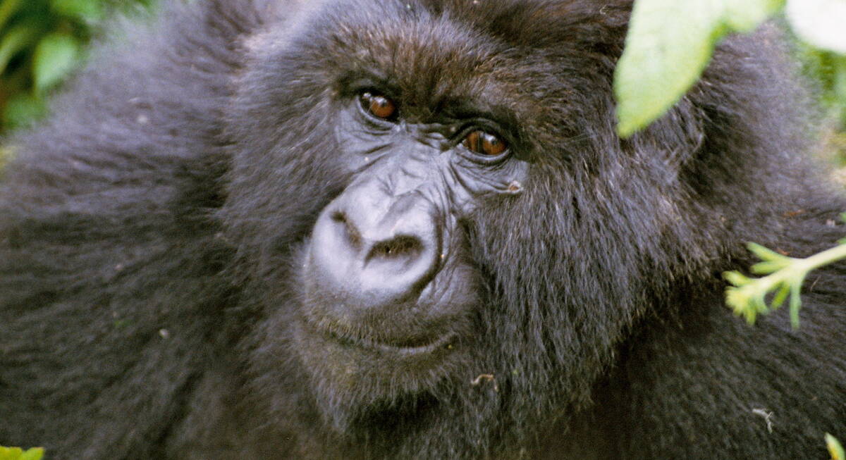 african lion safari gorilla