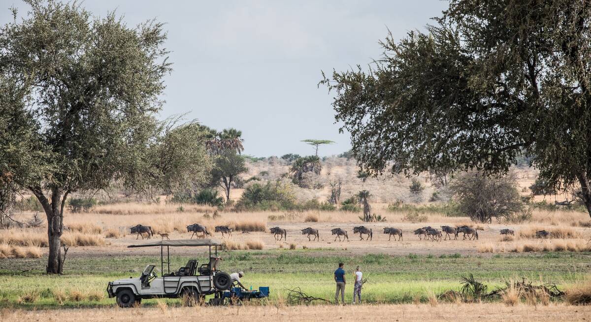 ruaha best time for safari