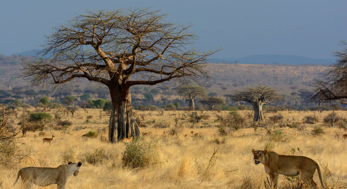 ruaha best time for safari