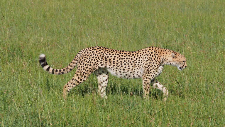 Wahlberg's Eagle Fly-in Safari: prices
