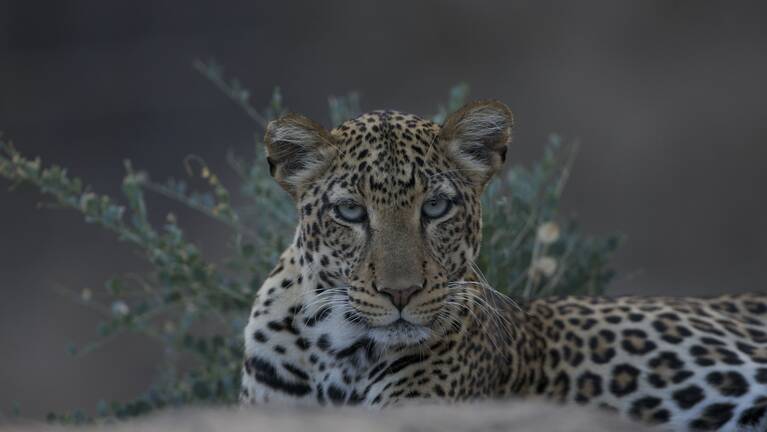 De Brazza Monkey Fly-in Safari: prices