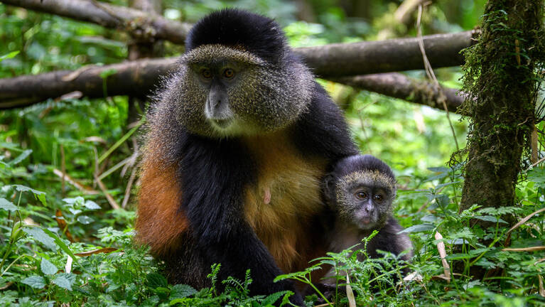 Mountain Gorilla Safari: prices