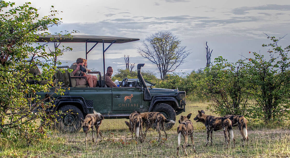 air safari maun