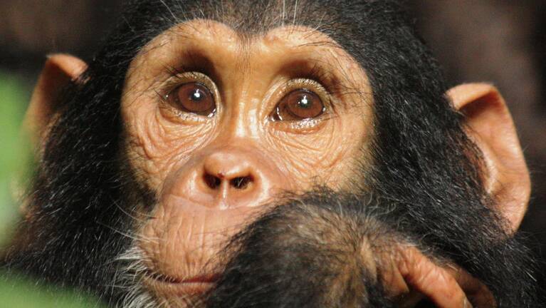 Chimpanzee Fly-in Safari: prices