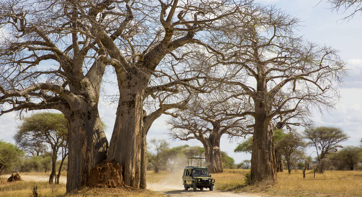 ruaha best time for safari