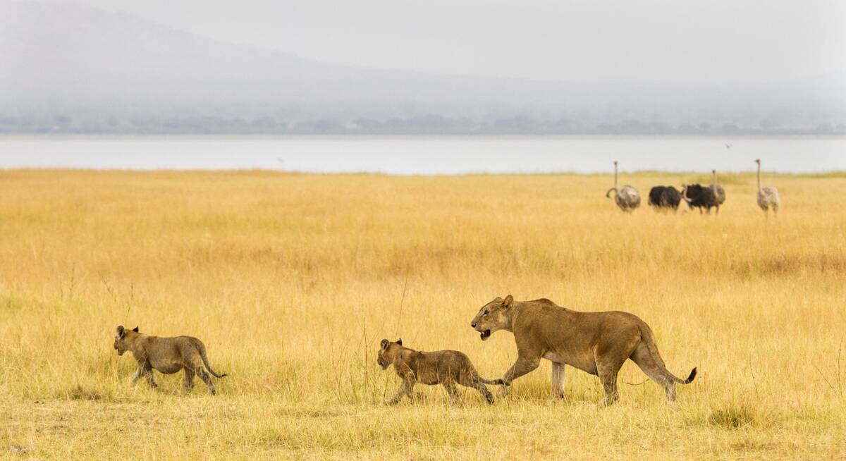 saadani safari