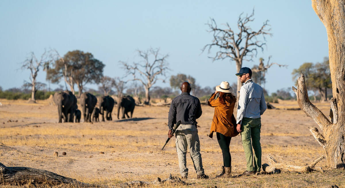 safari hwange national park