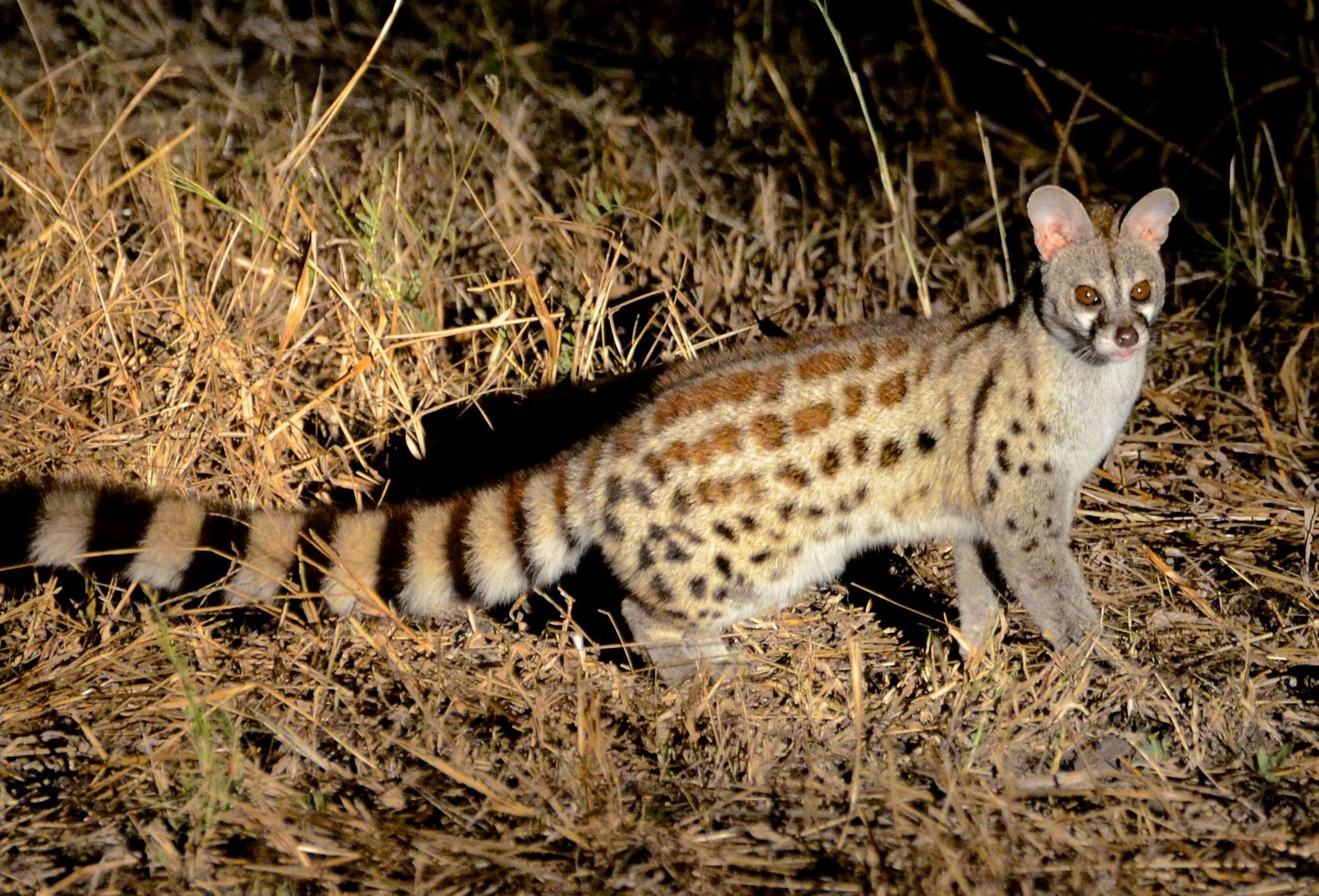 Spotted Genet