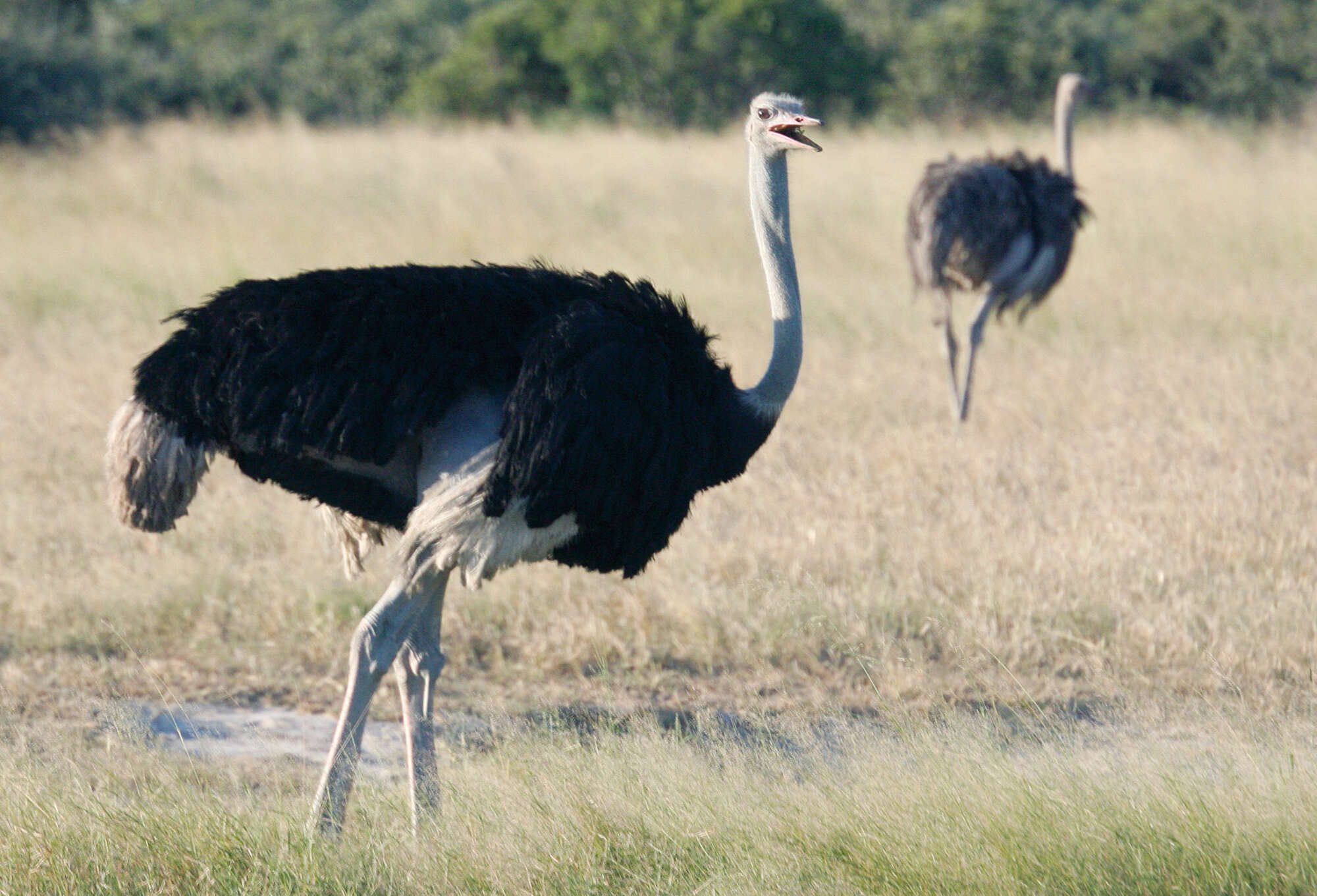 ostrich-self-drive-192.jpg