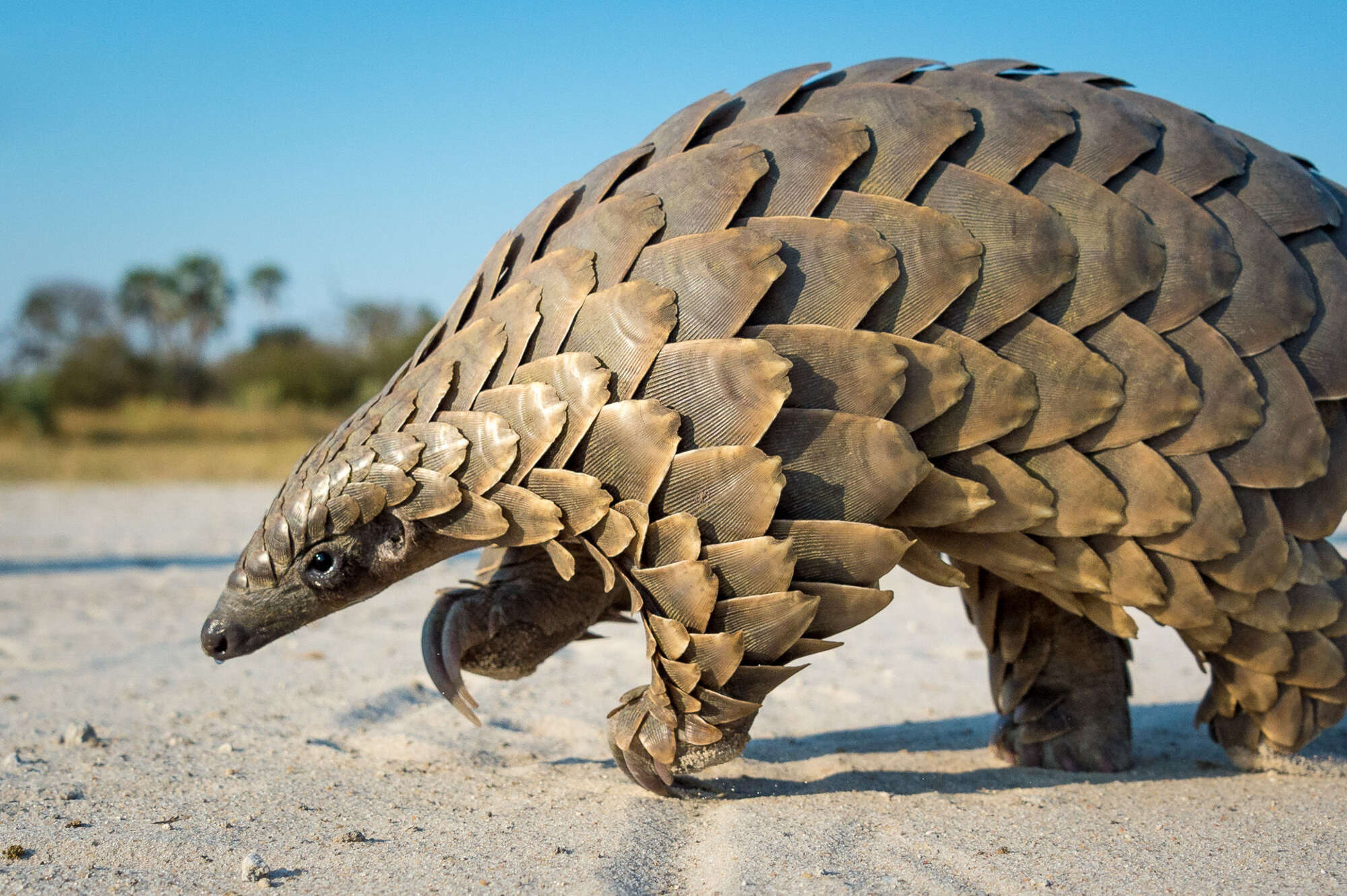 pangolin photo safari reviews