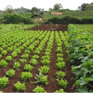 Gibb's Farm sustainability