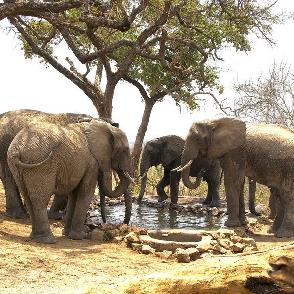 Tarangire Treetops sustainability