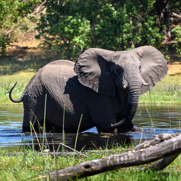 Savuti Camp sustainability