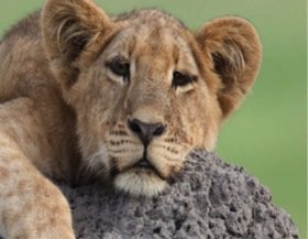 Little Vumbura sustainability