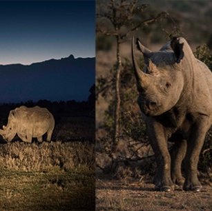 Ol Pejeta Bush Camp sustainability