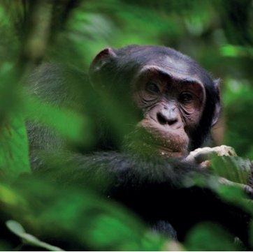 Sabyinyo Silverback Lodge sustainability
