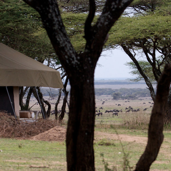 Alex Walker's Serian Serengeti
