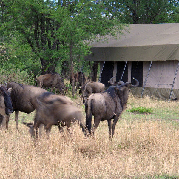 Alex Walker's Serian Serengeti