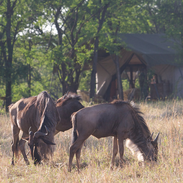 Alex Walker's Serian Serengeti