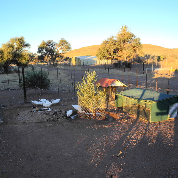 Dabis Guest Farm