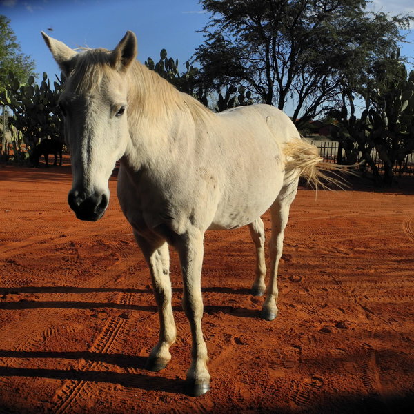 Bagatelle Kalahari Game Ranch