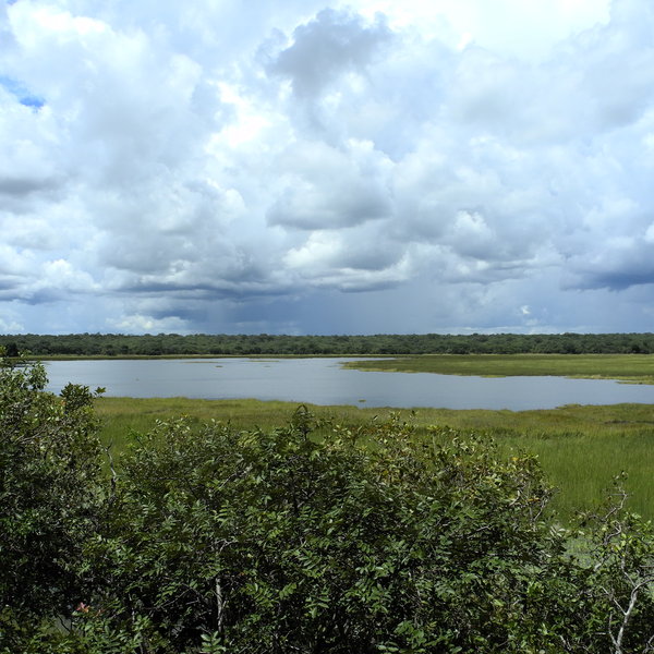 … on the edge of Lake Wasa in Kasanka National Park.