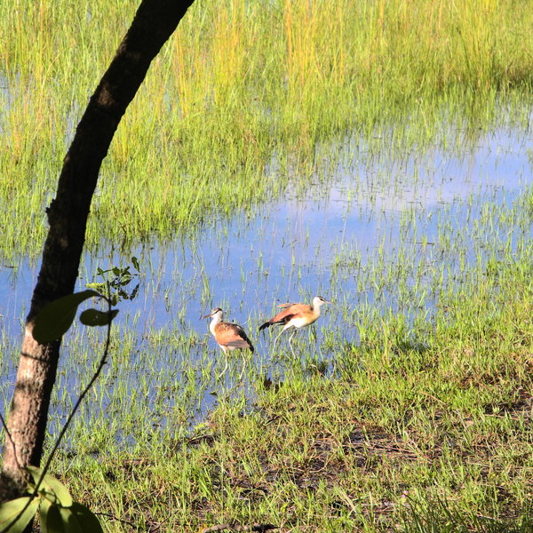 … which is good for bird-watching.