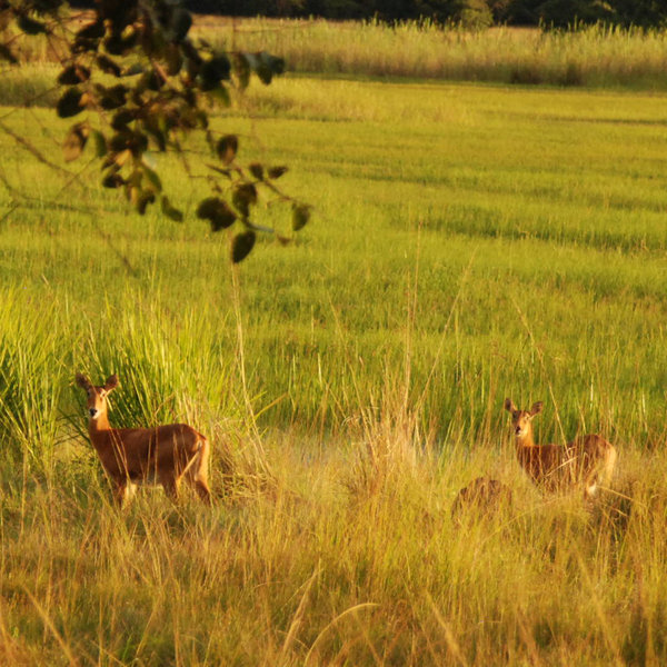 Game drives are also available.