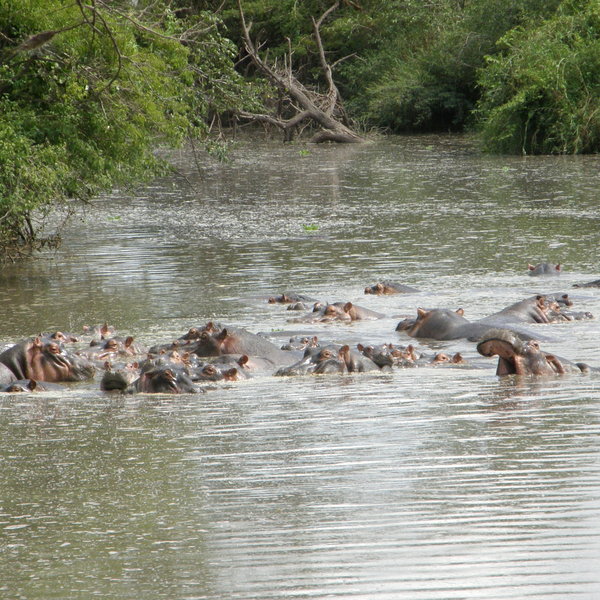 Grumeti River Camp