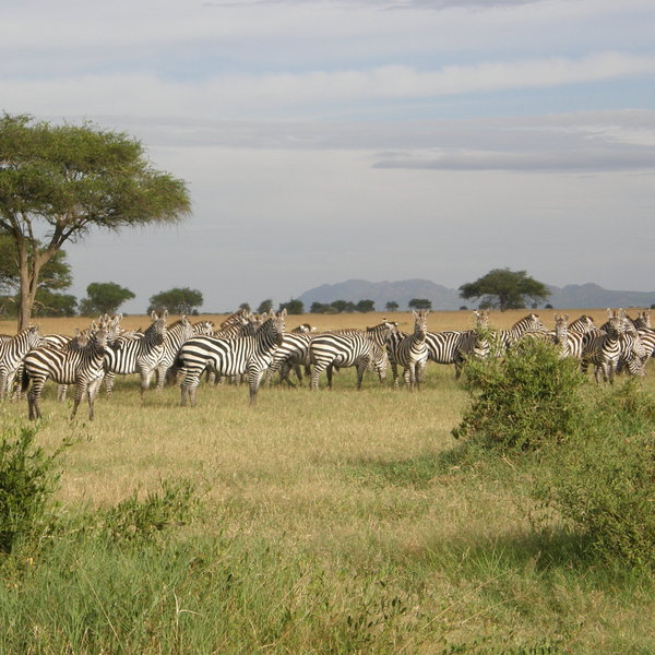 Grumeti River Camp