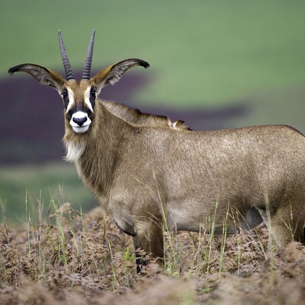 ... and guest will may see unusual species like the roan antelope.
