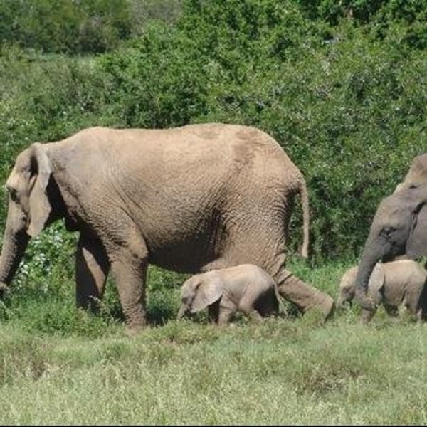 Elephants pass through the area regularly.