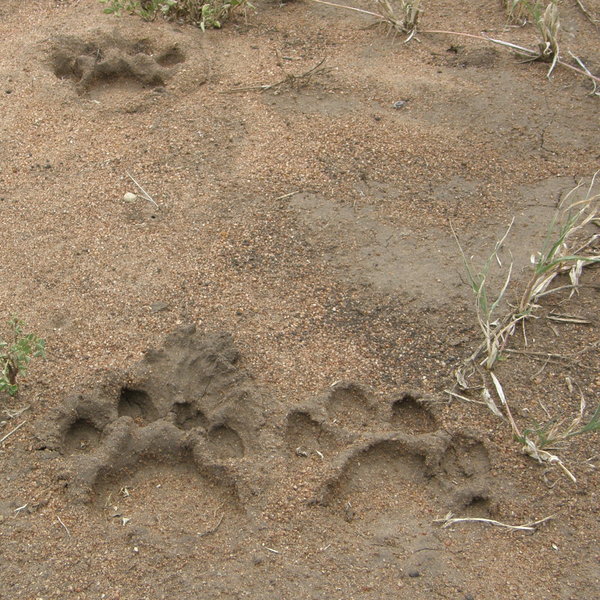 ...and keeping eyes peeled for a sighting of the larger species too.