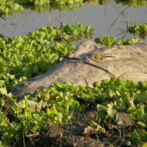 Luwi Bushcamp