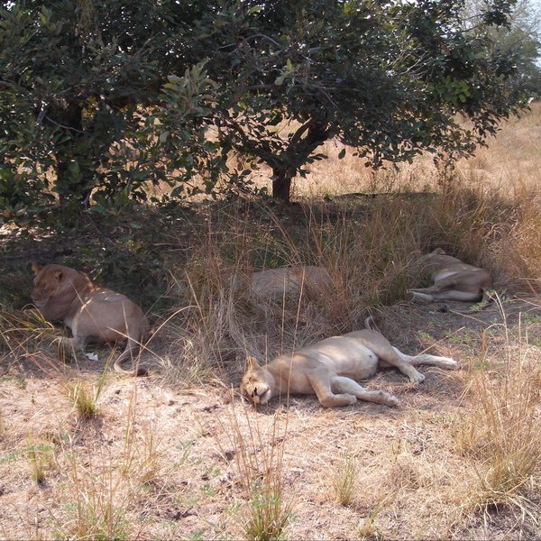 Mchenja Bushcamp