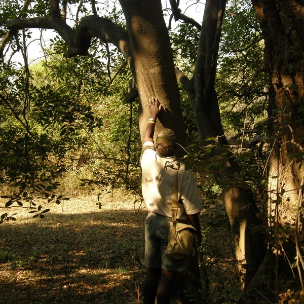 Bilimungwe Bushcamp