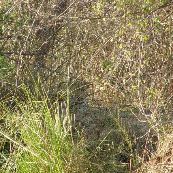 Chongwe River Camp