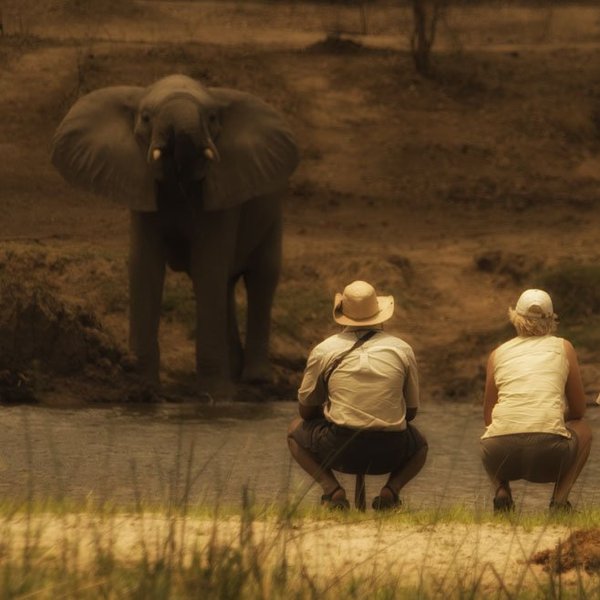 ... all led by ZimPro qualified guides (who are some of the finest in Africa)