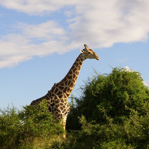 Among the activities Muchenje Safari Lodge offers are half- and full-day 4WD safaris...