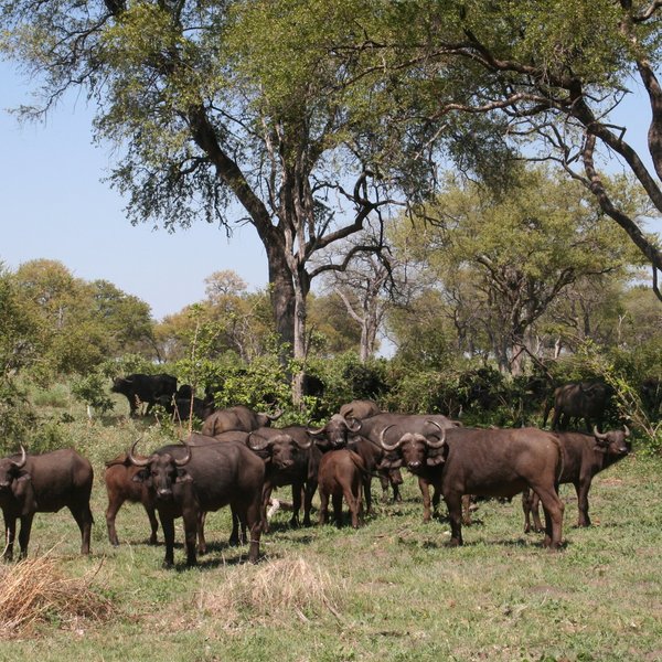 where large herds of buffalo are common in the dry season...