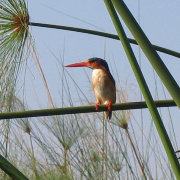 ...which is a great way to discover the birdlife of the area.