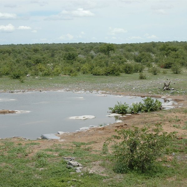 Halali Camp