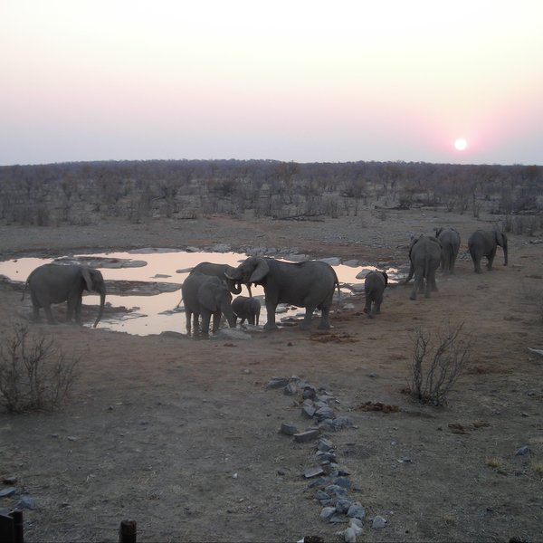 Halali Camp