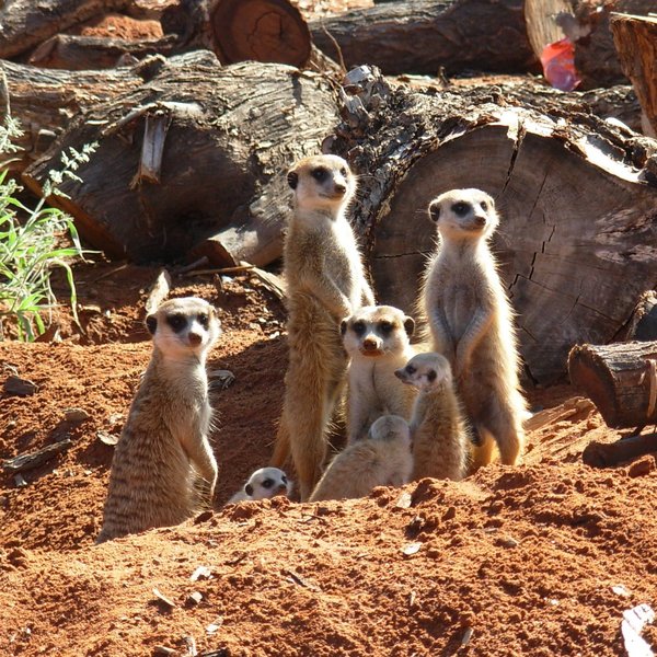 Bagatelle Kalahari Game Ranch