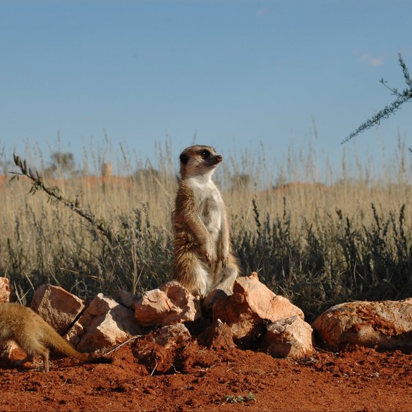 Bagatelle Kalahari Game Ranch