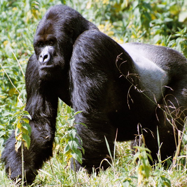 Mountain Gorilla View Lodge
