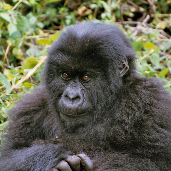 Mountain Gorilla View Lodge