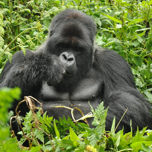 Gorilla's Nest