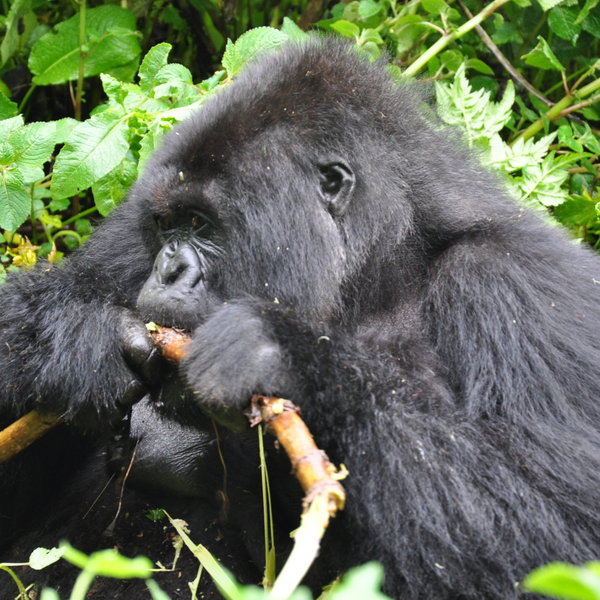 Gorilla's Nest